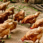 What To Do If Your Flock Catches Avian Flu