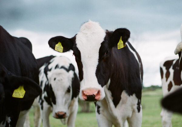 Heat Stress in Dairy Cattle and Why Summer Losses Need Fast Fallen Stock Collection