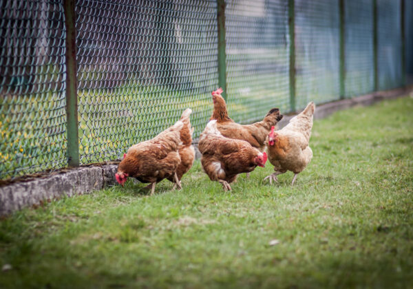 Poultry Heat Stress Mortality and Managing Summer Losses on Poultry Units
