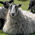 Is It Illegal to Bury Sheep