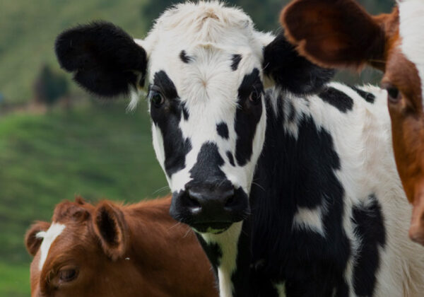 Animals Euthanised With Barbiturates – Why They Are Category 1 ABP and How to Dispose of Them
