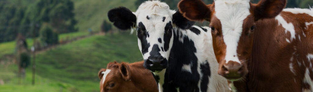 BSE Testing of Fallen Cattle