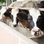 Dairy cows peering over a concrete feeding trough in a farm setting, close-up.