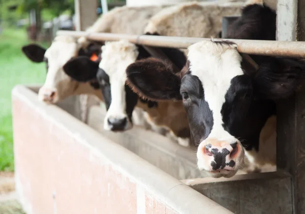 Livestock Deaths at Agricultural Shows and the ABP Duties Organisers Must Meet
