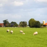 Green field with multiple sheep grazing, farm buildings and trees on the horizon under a partly cloudy sky.
