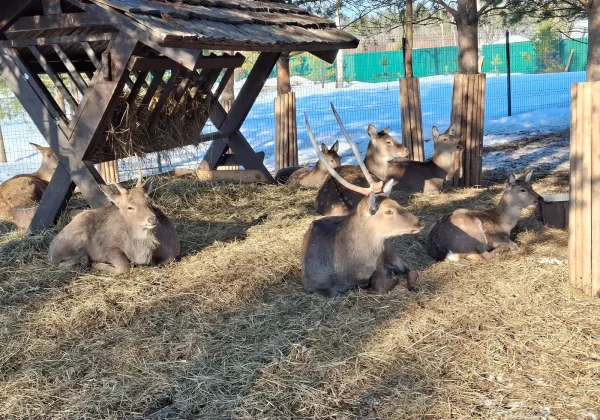 Wildlife Park ABP Collection for Zoos, Safari Parks and Animal Collections