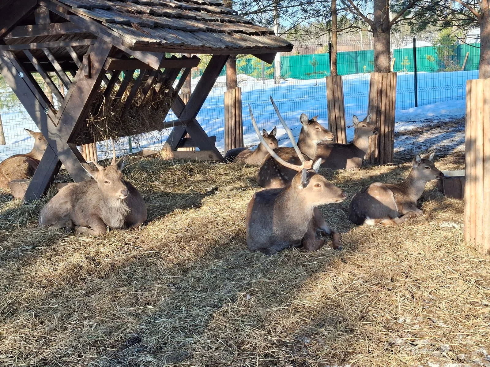 Deer and Venison Farm Fallen Stock and ABP Collection – Compliance for a Growing Sector