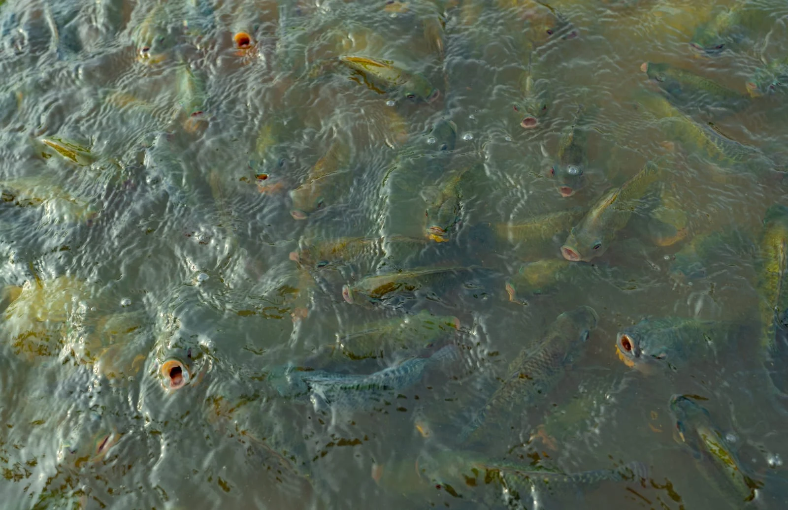 Aquaculture and Fish Farm ABP Collection – Compliant Handling for an Often-Overlooked Sector