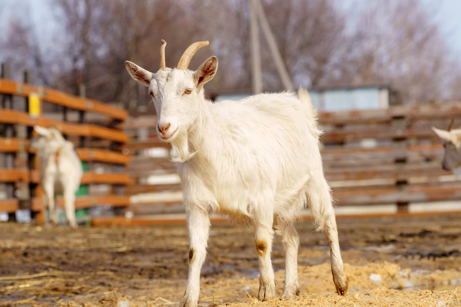 Drought and Livestock Losses and How to Stay Compliant Through a Dry Summer
