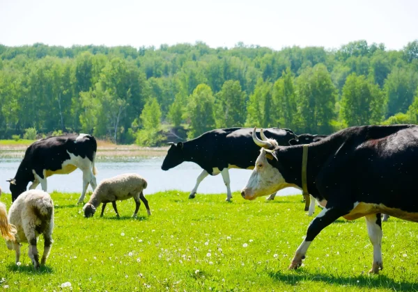 Organic Farm Fallen Stock Collection and Certification Record Keeping