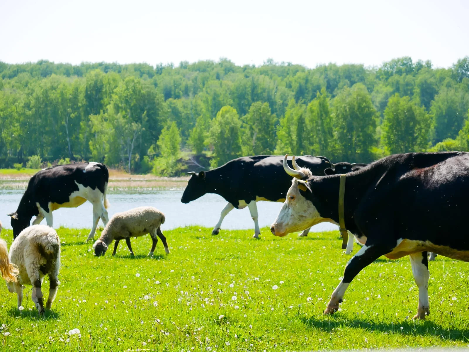Organic Farm Fallen Stock