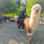 Alpaca Fallen Stock
