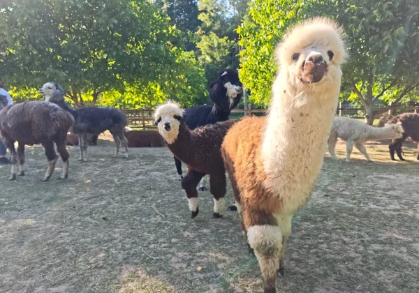 Alpaca Fallen Stock Collection for North West Camelid Keepers