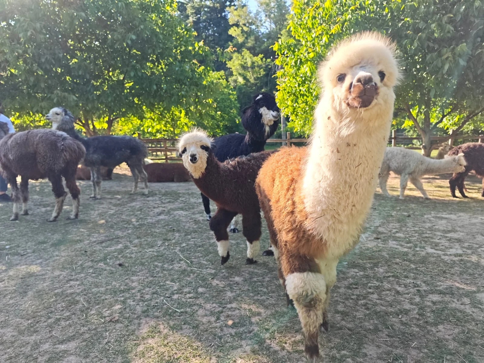 Alpaca Fallen Stock