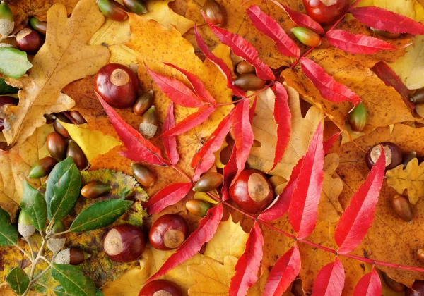 Autumn Poisoning Fallen Stock Collection After Acorn and Sycamore Losses