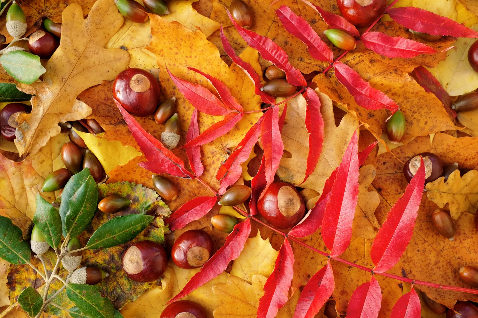 Autumn Poisoning Fallen Stock Collection After Acorn and Sycamore Losses